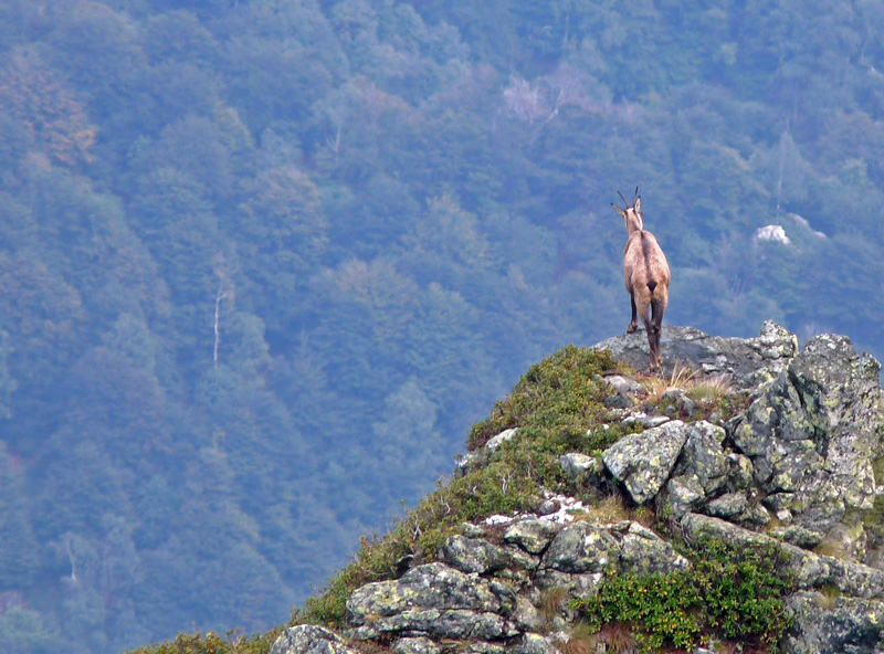 Camosci della Val Grande